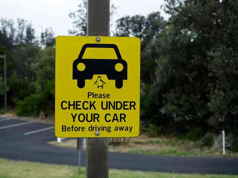 Знак с предупреждением о пингвинах в Австралии